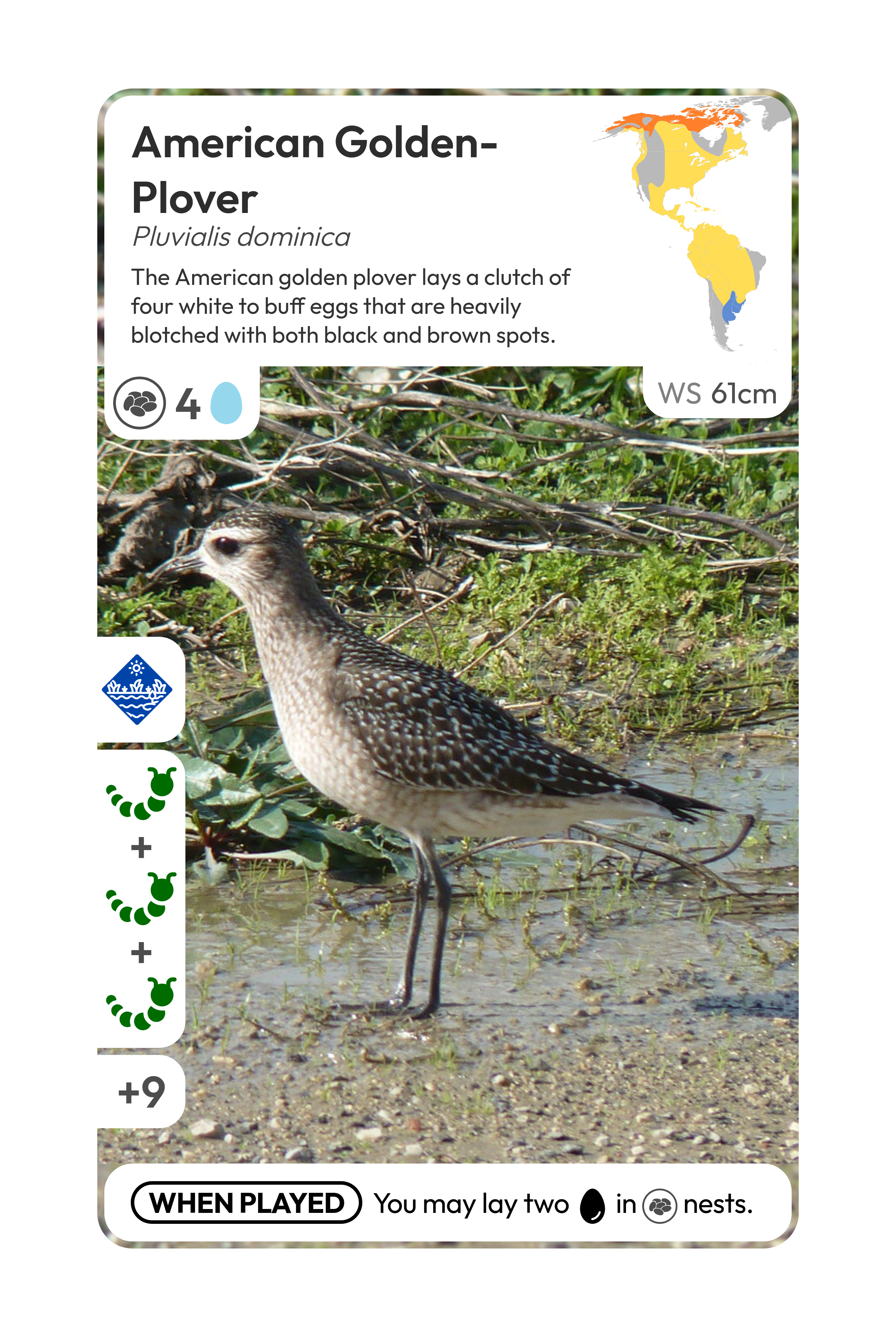 A card of an American Golden Plover, generated by the first generation of my code.